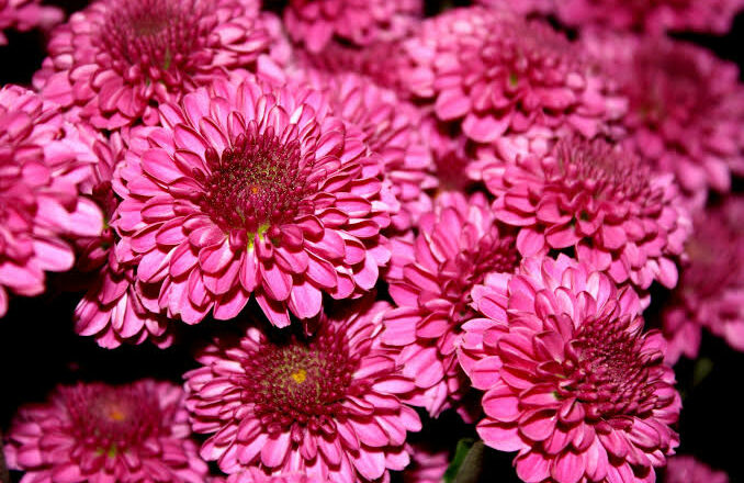 PS, le Parti au chrysanthème...
